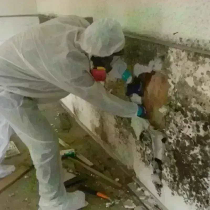 Mold Remediation and Removal in Suitland-Silver Hill, MD